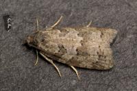 Cnephasia stephensiana