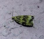 Celypha lacunana