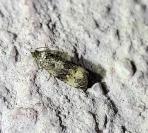 Endothenia gr. gentianaeana