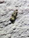 Endothenia gr. gentianaeana