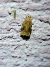 Archips xylosteana