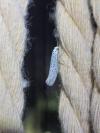 Yponomeuta evonymella