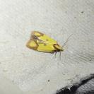Agapeta zoegana