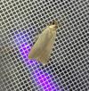 Acompsia cinerella