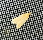 Helcystogramma rufescens