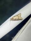 Cnephasia