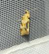 Aethes hartmanniana/piercei