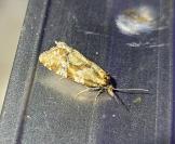 Aethes hartmanniana/piercei