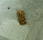 Mirificarma flavella