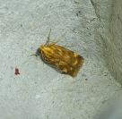 Mirificarma flavella