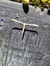 Stenoptilia
