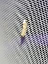 Paraswammerdamia albicapitella