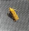 Mirificarma flavella