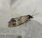 Cochylidia