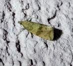 Celypha striana