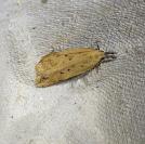 Dichomeris limosella