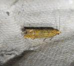 Lathronympha strigana
