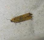 Lathronympha strigana
