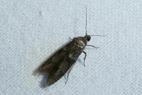 Blastobasis glandulella