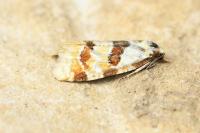 Aethes cnicana/rubigana