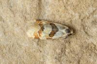 Aethes cnicana/rubigana