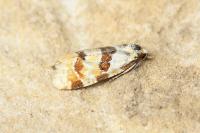 Aethes cnicana/rubigana