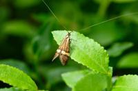 Nemophora degeerella