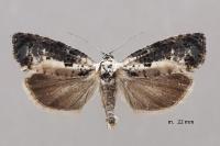 Hedya salicella