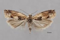 Crocidosema plebejana