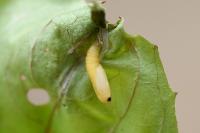 Acleris forsskaleana