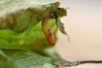 Acleris forsskaleana