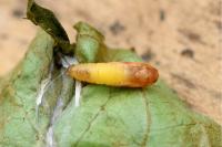 Acleris forsskaleana