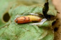 Acleris forsskaleana