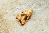 Acleris forsskaleana
