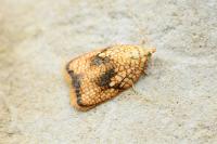 Acleris forsskaleana
