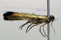 Coleophora alcyonipennella