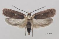 Agonopterix ferulae