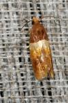 Epinotia festivana