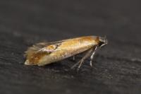 Batia lunaris