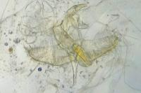 Batia lunaris