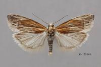 Eucosma cana