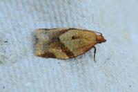 Clepsis consimilana