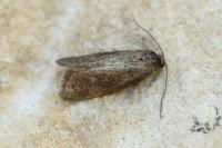 Neosphaleroptera nubilana