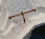 Amblyptilia