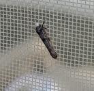 Paraswammerdamia