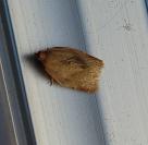 Clepsis consimilana