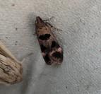 Mirificarma maculatella