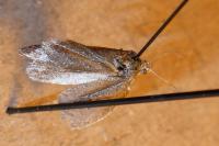 Syndemis musculana
