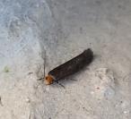 Cephimallota crassiflavella