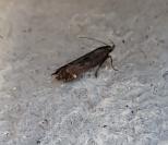 Aroga velocella